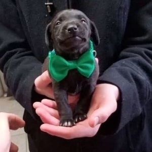 Meet your Posher, Bailey